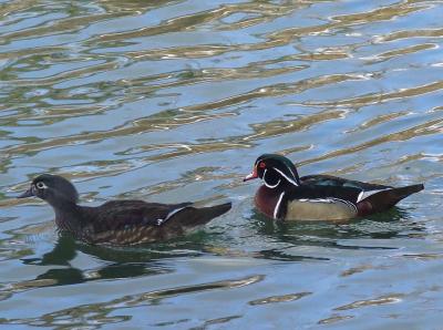 Прикрепленное изображение: 003a.jpg